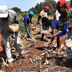 Tegemeo Cereals field team photo