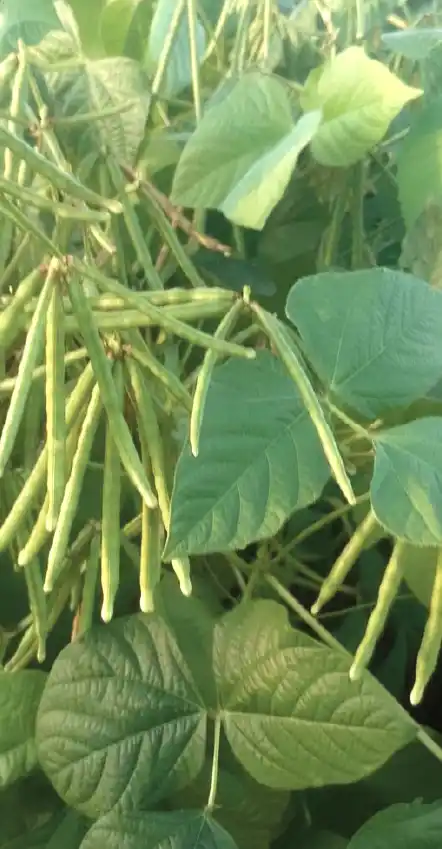 Cowpeas crop supported by Tegemeo Cereals