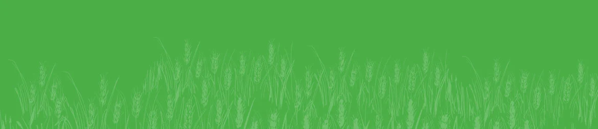 Pearl millet and cereal crop demonstration
